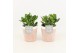 Crassula ovata in terracotta 