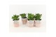 Crassula ovata in terracotta 
