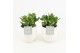 Crassula ovata in liv keramiek 