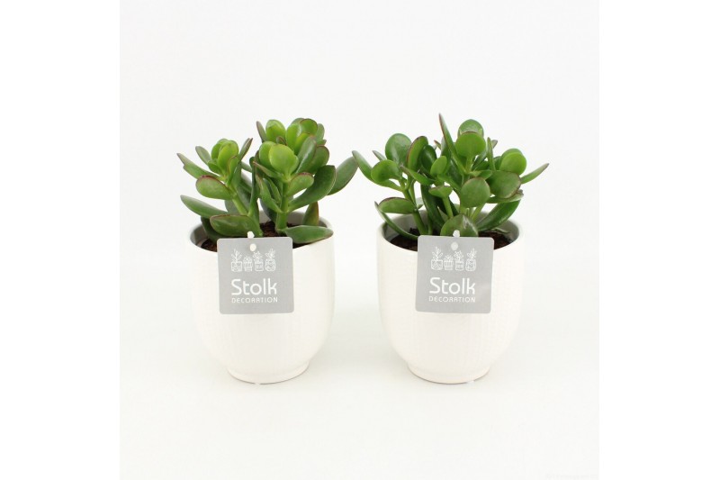 Crassula ovata in liv keramiek 