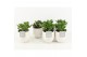 Crassula ovata in liv keramiek 