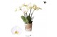 Phalaenopsis wit Kolibri Orchids Jewel - Ghent - 4 tak 