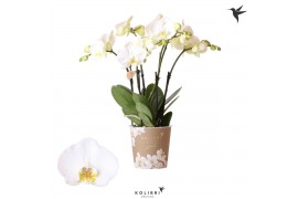 Phalaenopsis wit Kolibri Orchids Jewel - Ghent - 4 tak