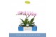Phalaenopsis roze 1 tak 