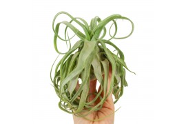 Tillandsia streptophylla 101913 x6