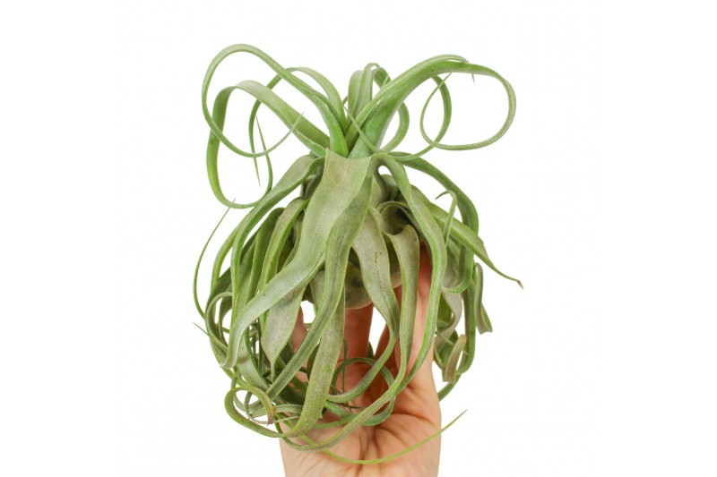 Tillandsia streptophylla 101913 x6 