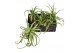 Tillandsia streptophylla 101913 x6 