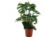 Monstera deliciosa 