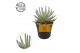 Senecio scaposus 