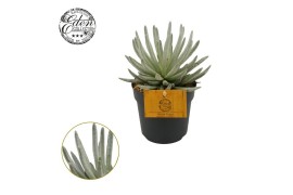 Senecio scaposus