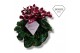Cyclamen pers. super serie djix Exclusive® wijnrood 