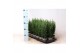 Chamaecyparis lawsoniana ellwoodii 