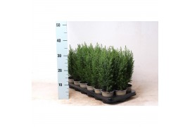 Chamaecyparis lawsoniana ellwoodii