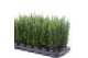 Chamaecyparis lawsoniana ellwoodii 