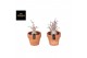 Adenium ansu baobab (niet bloeiend) in Terracotta pot Large 