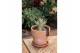 Adenium ansu baobab (niet bloeiend) in Terracotta pot Large 