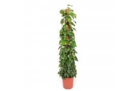 Epipremnum aureum mosstok