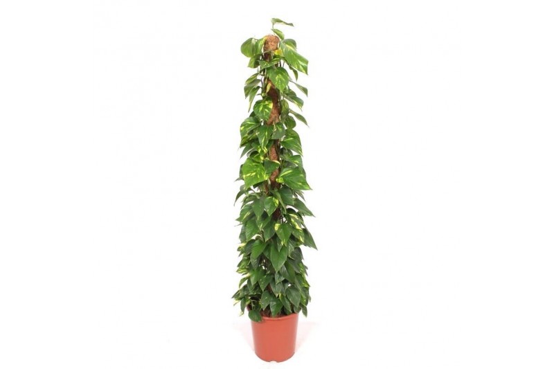 Epipremnum aureum mosstok 