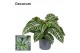 Aphelandra squarrosa botanica green Decorum 