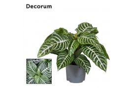 Aphelandra squarrosa botanica green Decorum