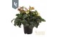 Helleborus hgc ice n roses rose 