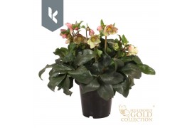 Helleborus hgc ice n roses rose