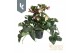 Helleborus hgc ice n roses rose 