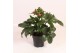 Helleborus hgc ice n roses early rose 