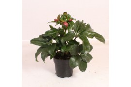 Helleborus hgc ice n roses early rose