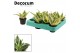 Sansevieria trifasciata golden hahnii Golden Hahnii (Decorum) 