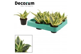 Sansevieria trifasciata golden hahnii Golden Hahnii (Decorum)