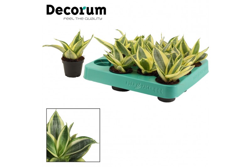 Sansevieria trifasciata golden hahnii Golden Hahnii (Decorum) Sansevieria trifasciata golden hahnii Golden Hahnii (Decorum)