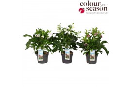 Helleborus orientalis mix