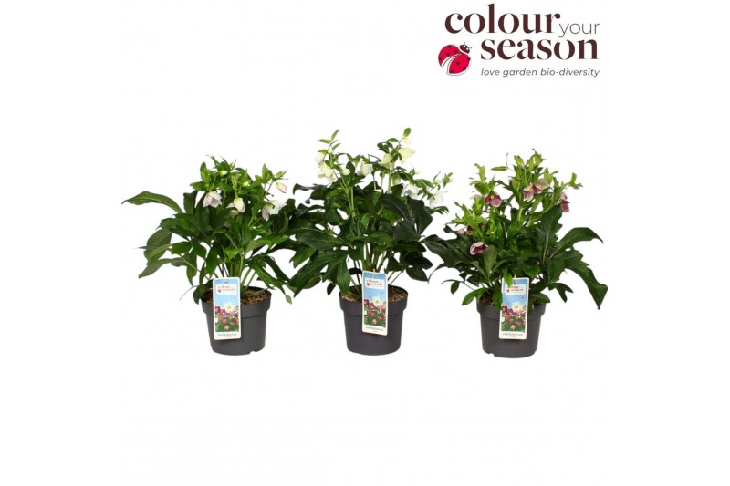Helleborus orientalis mix 