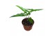 Alocasia Alocasia Sabrina 1 pp 