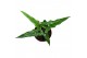 Alocasia Alocasia Sabrina 1 pp 