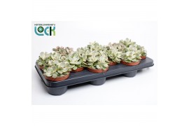 Crassula Moneymaker