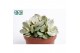 Crassula Moneymaker 