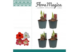 Hippeastrum mix 2+