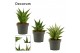 Sansevieria crown mix decorum 
