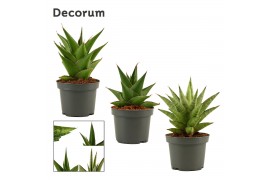 Sansevieria crown mix decorum