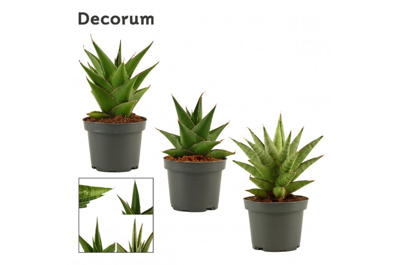 Sansevieria crown mix decorum 