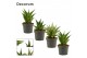 Sansevieria crown mix decorum 