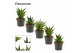 Sansevieria crown mix decorum 
