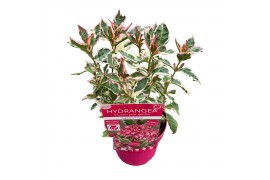 Hydrangea serrata euphoria pink