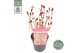 Hydrangea serrata euphoria pink 