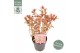 Hydrangea serrata euphoria pink 