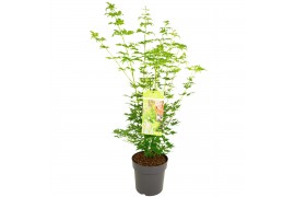 Acer palmatum going green