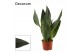 Sansevieria trifasciata black diamond decorum 