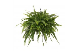 Nephrolepis exaltata green lady Nephrolepis Green Lady 90 cm diameter